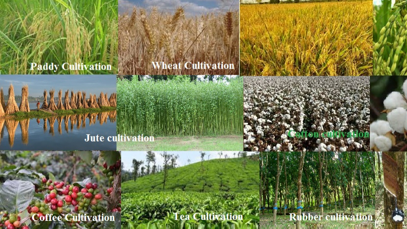 Regional pattern of major crops cultivated in India